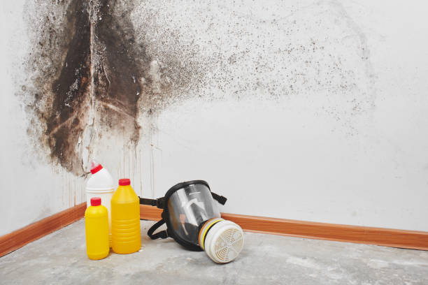 Best Office Mold Removal Services  in Valley Falls, SC