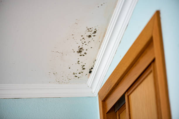 Best Mold Cleaning Services  in Valley Falls, SC