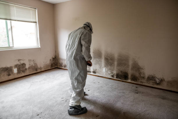 Best Residential Mold Removal  in Valley Falls, SC